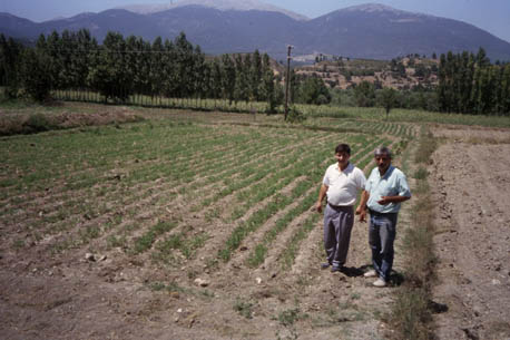 A. Kucuk (right) in a Turkish carrot field with agriculture specialist A. Apa (left)